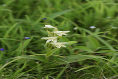 Habenaria heyneana